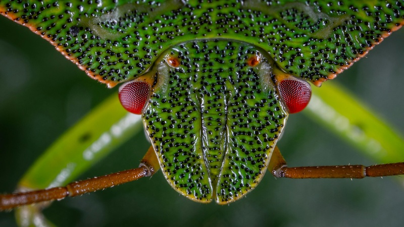 神秘生物的红色复眼特写镜头