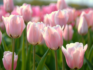 春天粉色郁金香花朵花丛摄影图