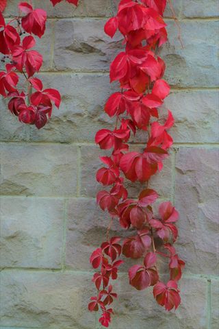 墙壁的红色叶子藤蔓植物