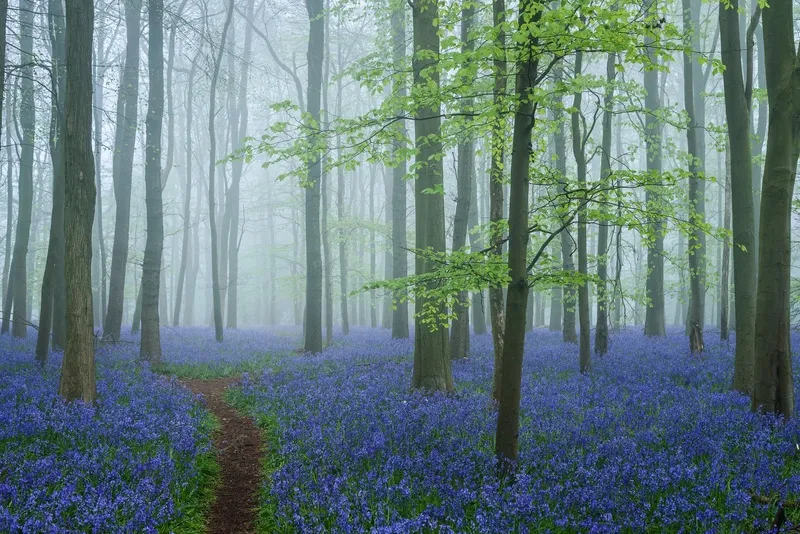 悠远森林的蓝色花景