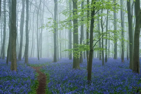 悠远森林的蓝色花景