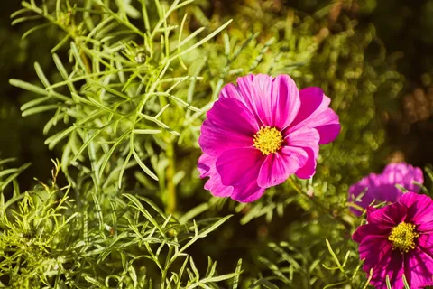 美丽粉红色的大波斯菊花2