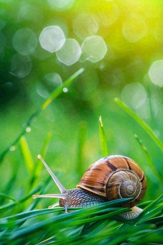 春夏草地上的蜗牛露珠惊蛰春分立夏摄影图