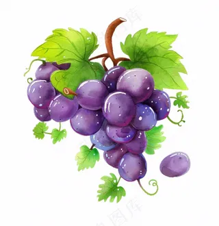 紫葡萄水果水彩插画免抠