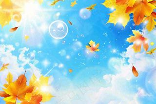 秋天黄色枫叶落叶蓝天白云刺眼阳光立秋秋分处暑背景