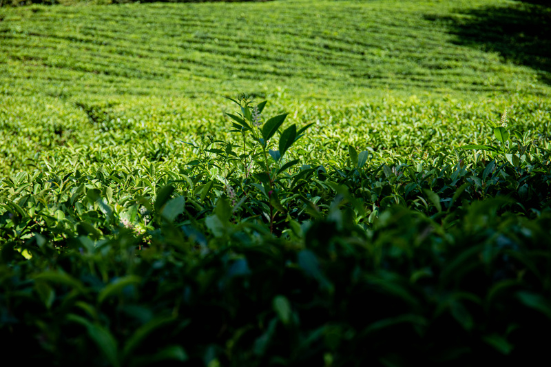 户外茶叶茶园