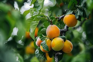 杏树黄杏果树摄影图