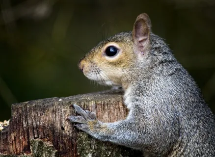 户外松鼠动物 户外松鼠动物