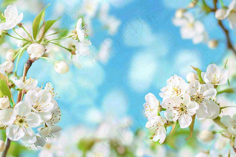 白花梨花花朵春意蓝天背景春分立春惊蛰摄影图(1344x896)