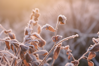 秋冬干枯树叶树枝枯黄摄影图