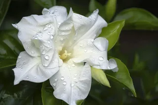 栀子花白色花朵植物摄影图