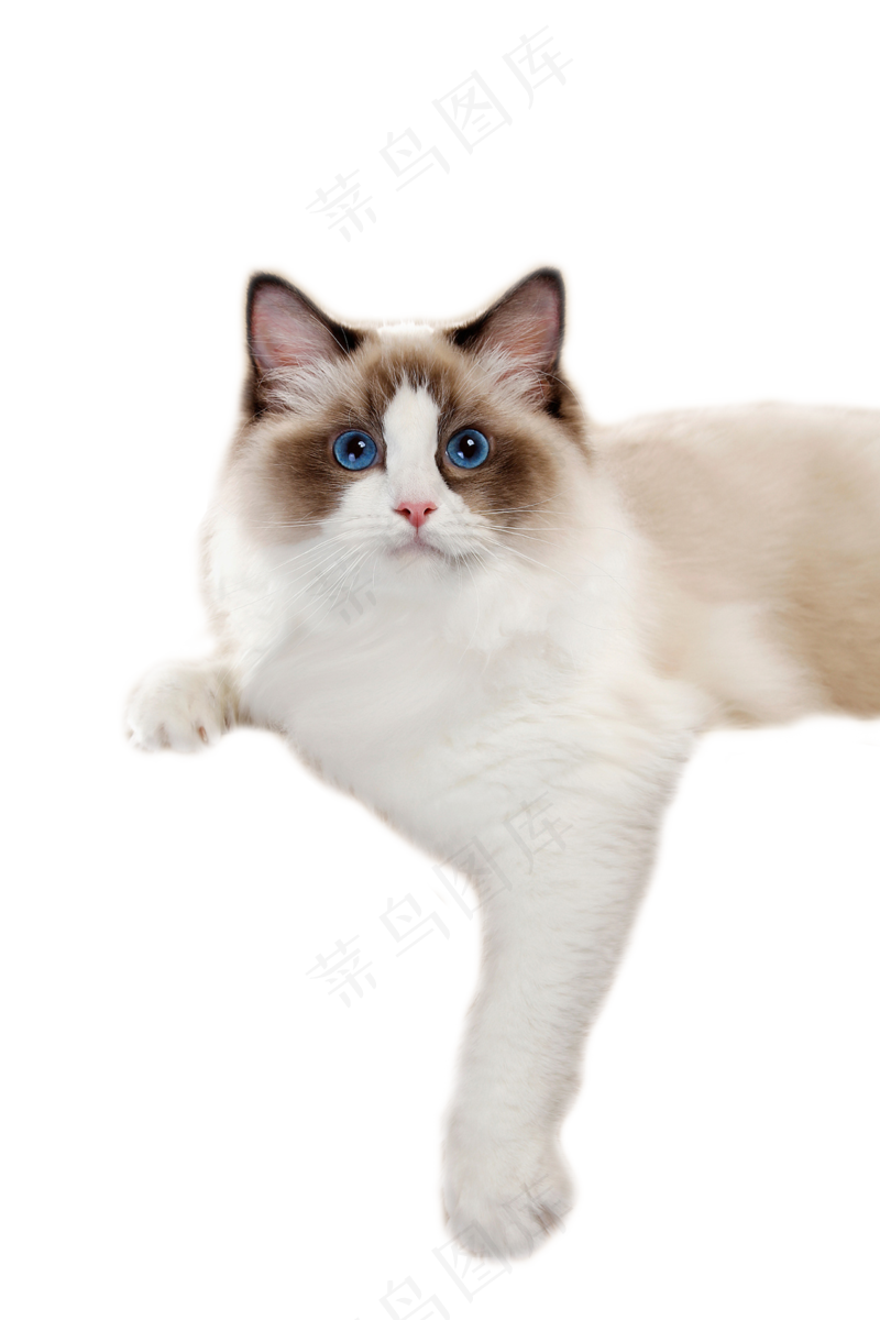 可爱猫咪摄影