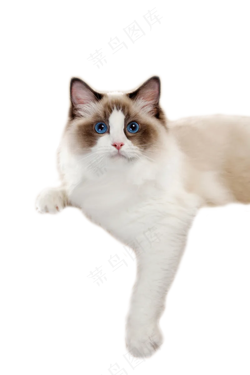 可爱猫咪摄影