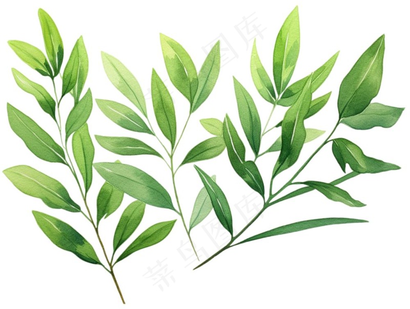 绿叶植物水彩插画免抠