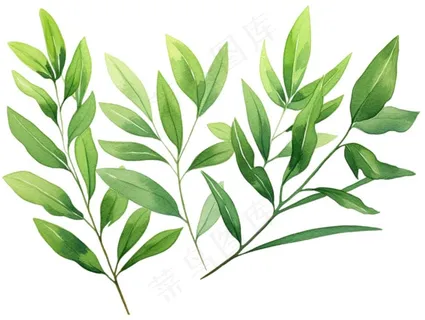 绿叶植物水彩插画免抠