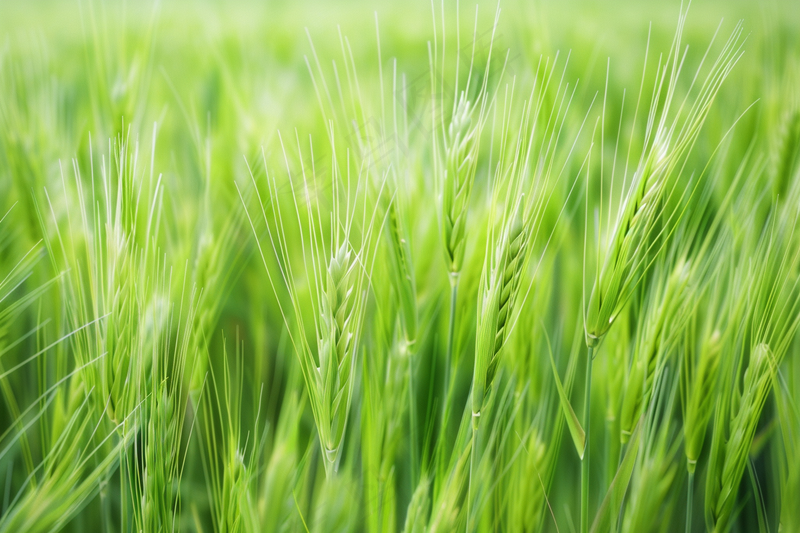 小麦绿色麦穗小米那芒种粮食摄影图