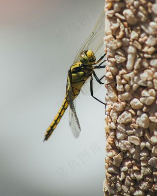 阳光下的黄色蜻蜓停在岩石上