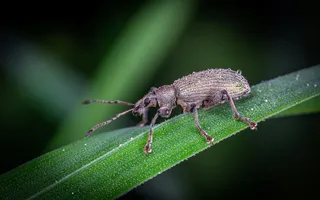 晨露中的昆虫探索者