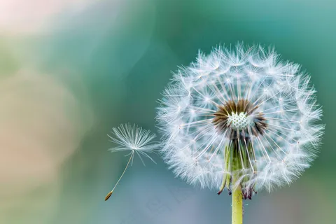 蒲公英白色摄影图