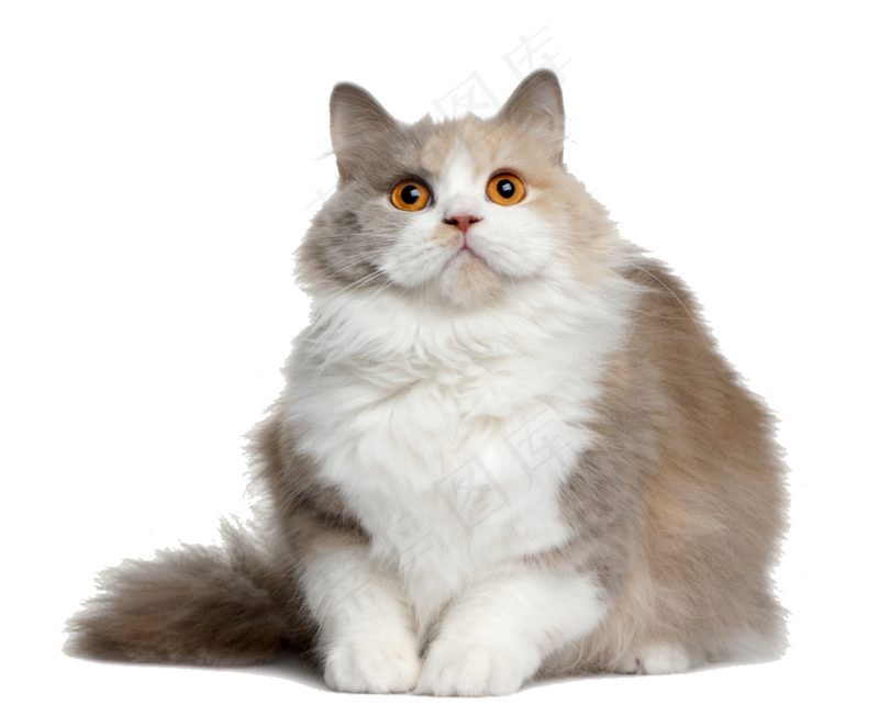 猫咪15-catpsd模版下载