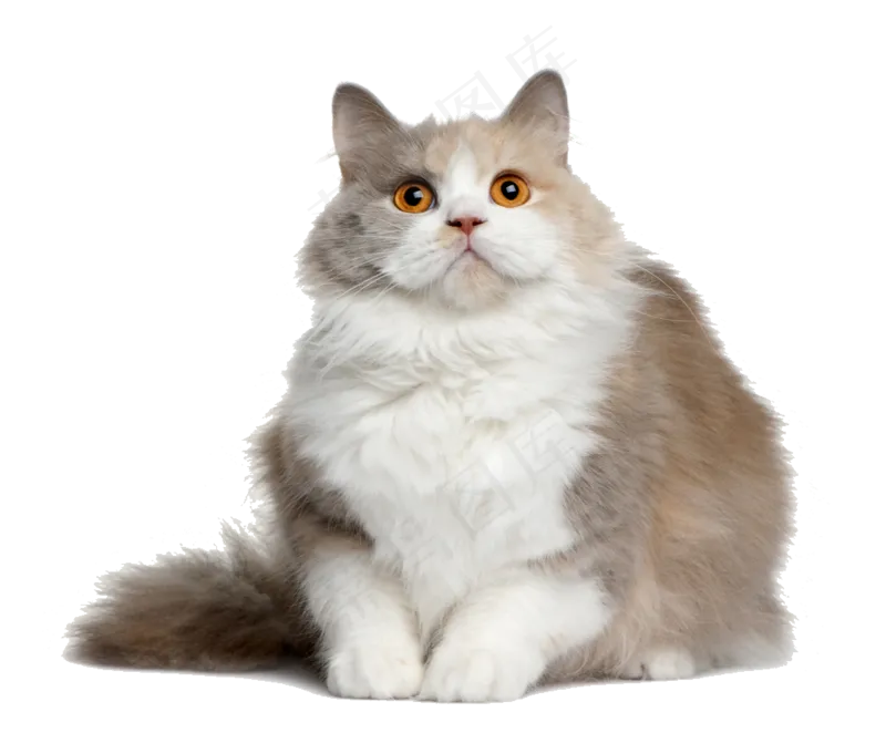 猫咪15-catpsd模版下载