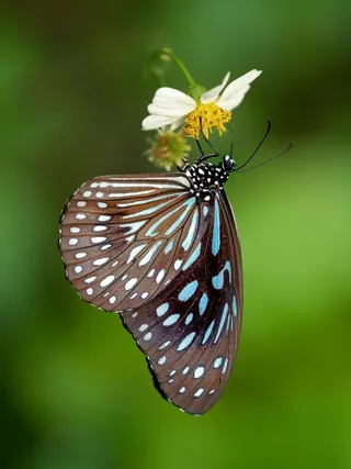 点缀绿意间的斑斓蝶影