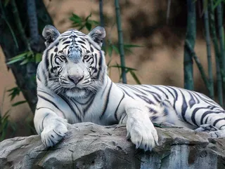 白虎趴着石头上的老虎动物摄影图