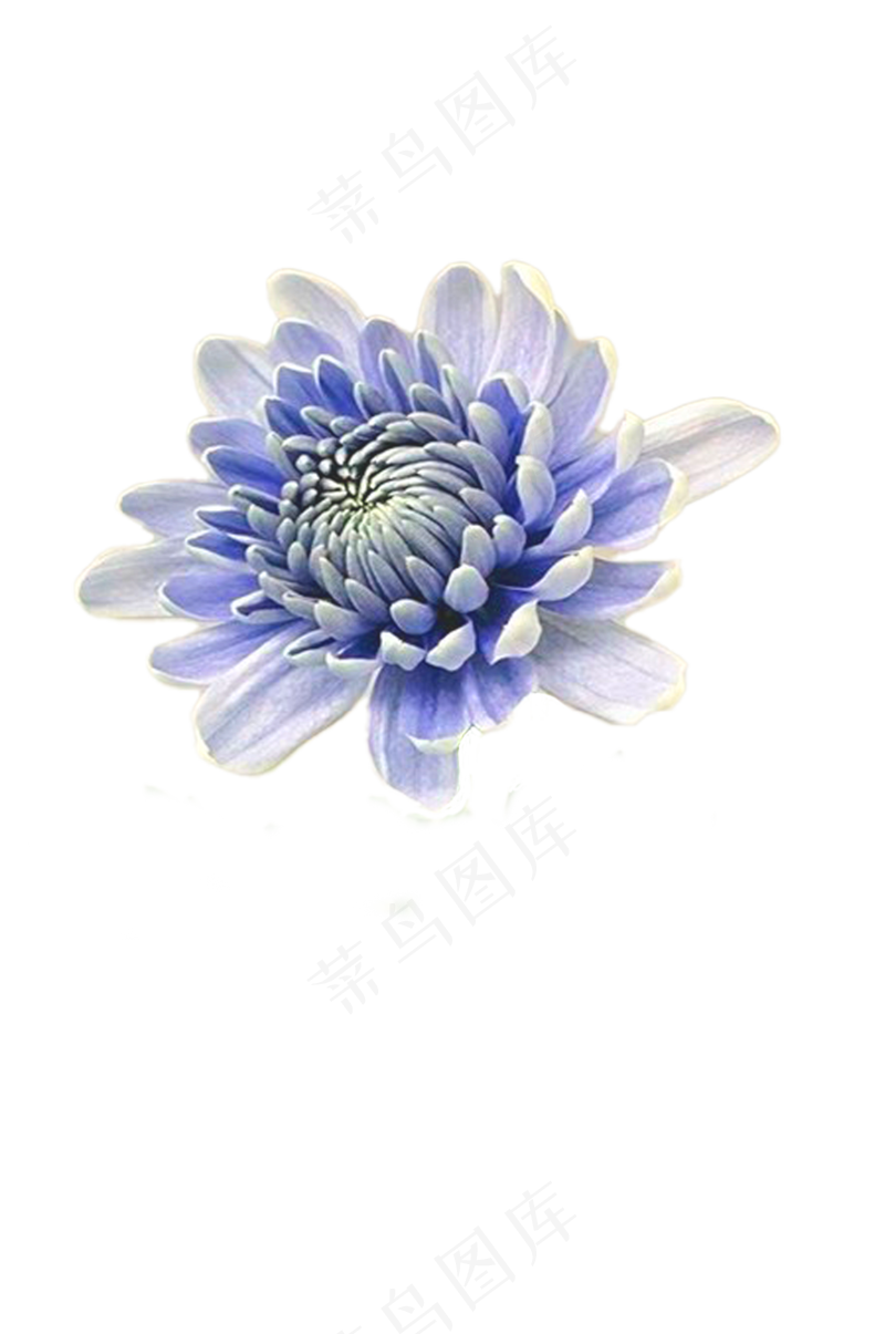 蓝色菊花——免抠