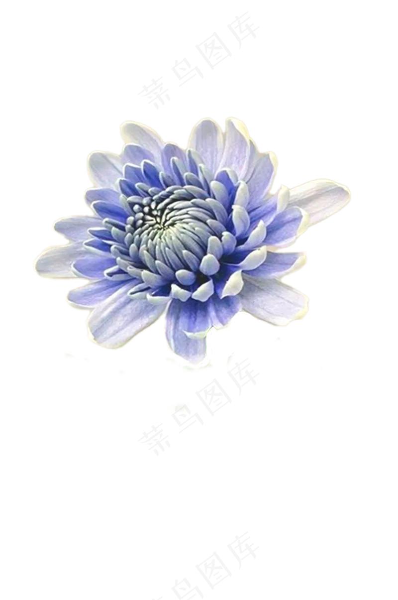 蓝色菊花——免抠