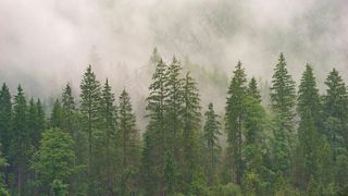 高山上白云笼罩着树木
