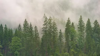 高山上白云笼罩着树木