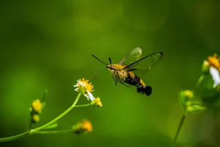 正在采蜜的蜜蜂
