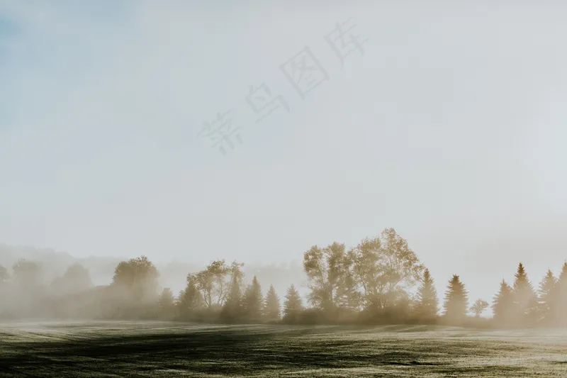 云雾森林图片