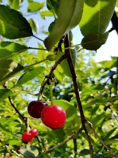 花园树上樱桃特写