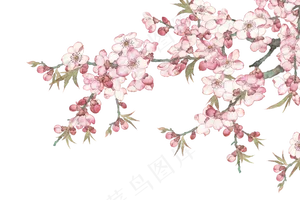 清新花朵背景48免扣图片
