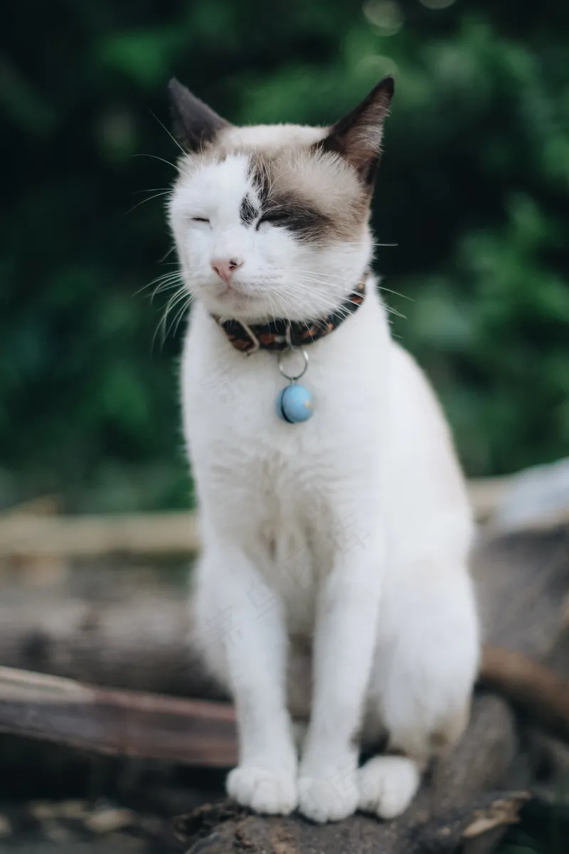 猫咪小猫动物