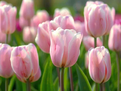 春天粉色郁金香花朵花丛摄影图