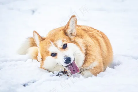 雪地上快乐的可爱威尔士柯基犬3
