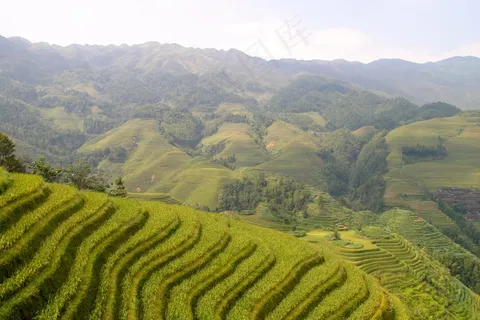 稻田稻穗图片 稻田稻穗图片
