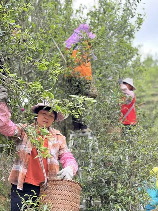 凤凰单丛春茶采摘
