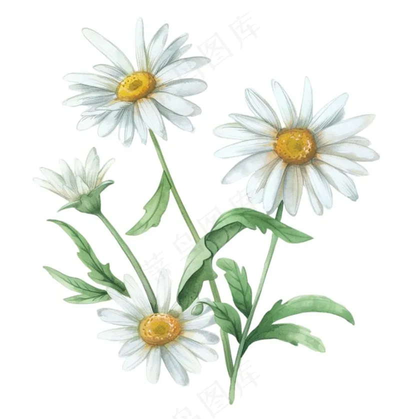 春天小雏菊花朵植物卡通插画免抠(1024x1072)