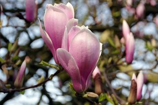 户外玉兰花花朵