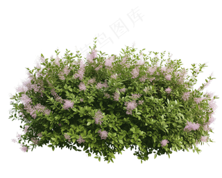 免抠开花灌木