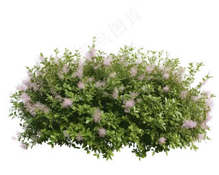 免抠开花灌木