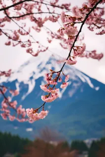 春天雪山下的樱花树美景摄影图