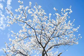 春日樱花花朵摄影图