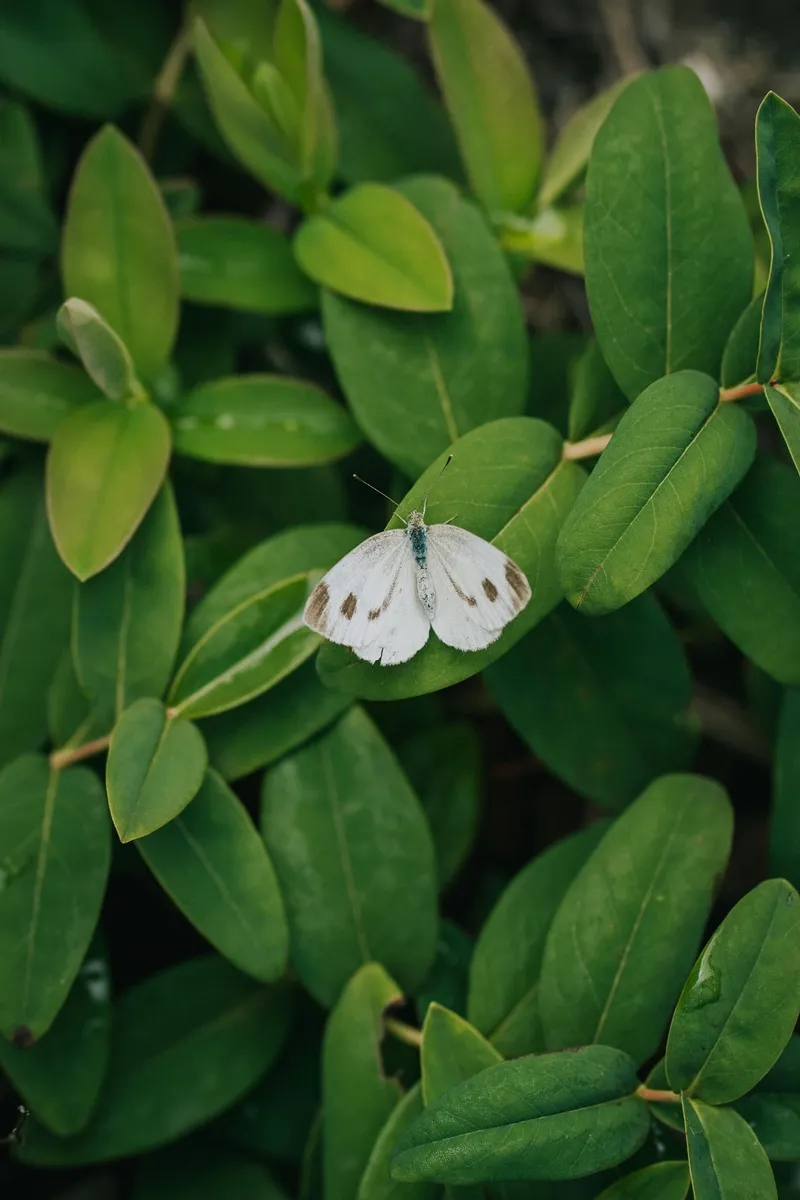 静谧自然中的白蝴蝶
