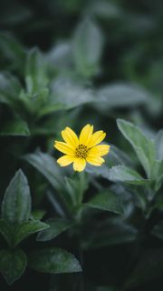 绿色植物黄色小花