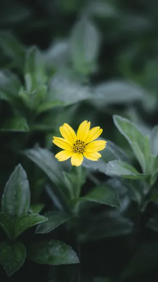 绿色植物黄色小花