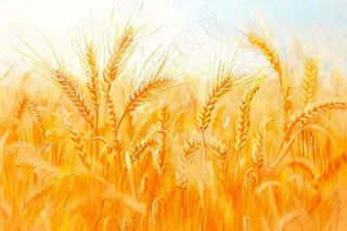 金黄的麦田小麦麦穗芒种秋收秋分摄影图